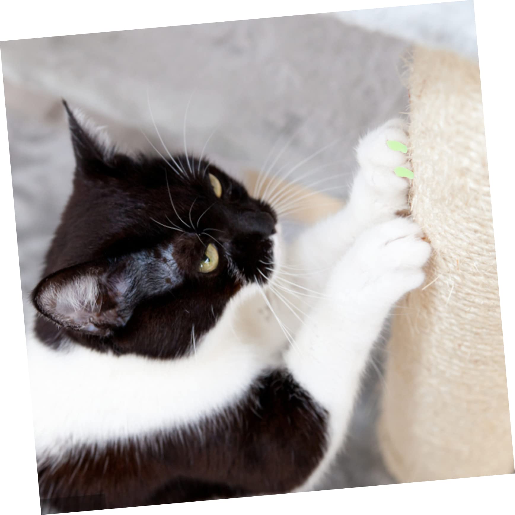 HANABASS 40juegos Cubiertas De Uñas para Mascotas De Silicona Coloridas De Protección para Gatos y Perros Antarañazos Cómodas y Seguras