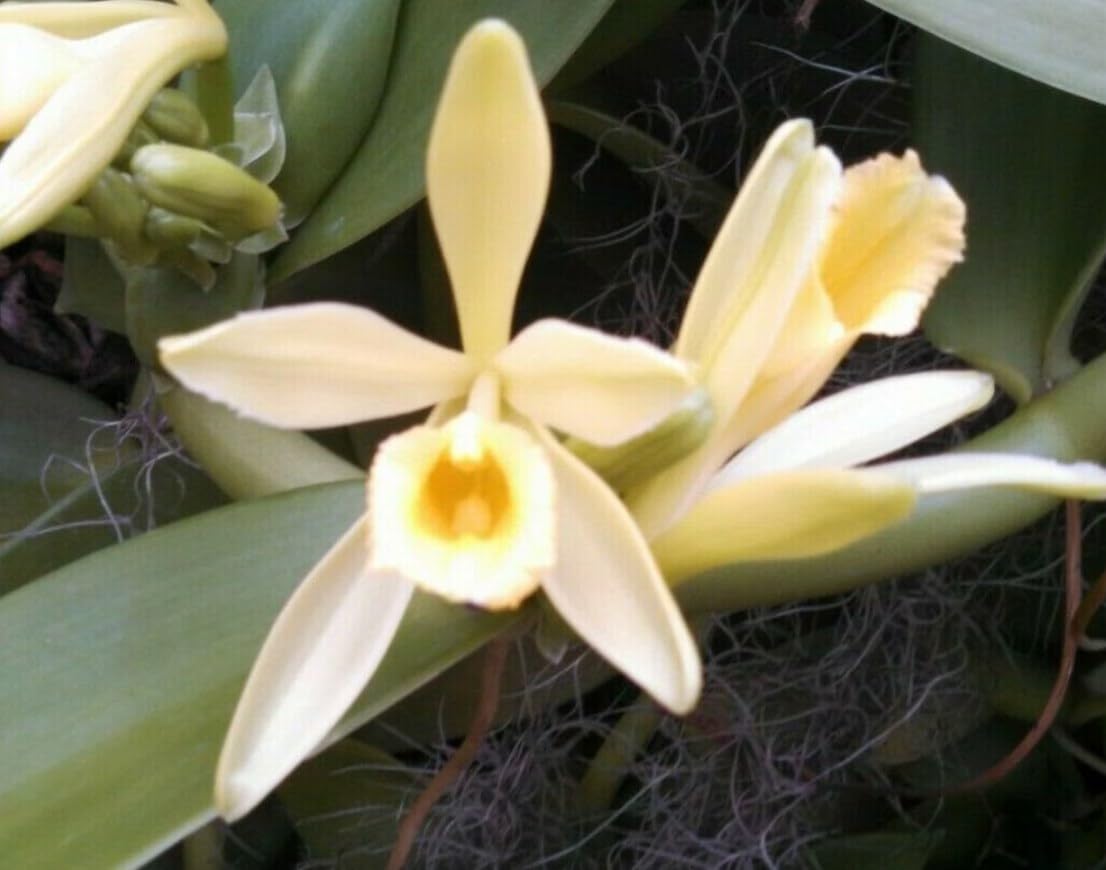 Generic Live Vanilla Orchid Plant 4-6 Inches Tall – Fresh, Healthy Vanilla Planifolia – Low Maintenance, Perfect for Home Gardens and Indoor Decoration