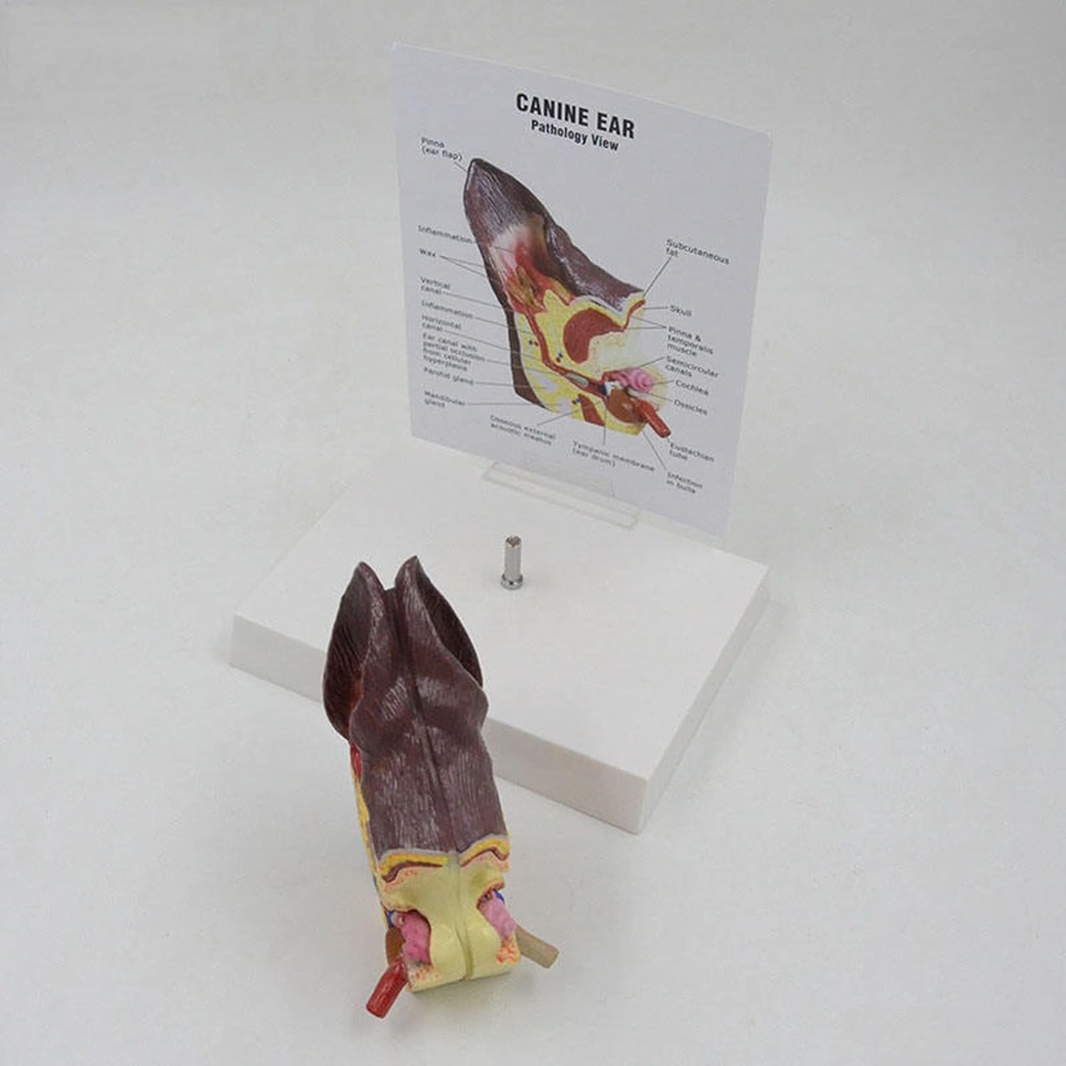 Modelo De Oreja Canina, Cuidado De La Salud Animal Modelo Anatómico De Oreja De Perro Canino, Modelo De 2 Caras Modelo De Oreja Canina Salud Normal Y Oído Patológico Infectado Equipo Veterinario