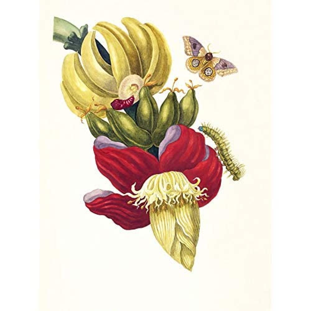 Artery8 Merian Banana Plant Insects Vintage 1705 Art Print Canvas Premium Wall Decor Poster Mural