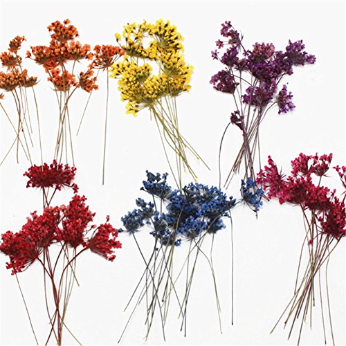24Pcs Mini Pressed Flower Real Lace Flowers Collections Natural Dried Flowers Diy Art Floral Decors (Multicolor) #TOP2