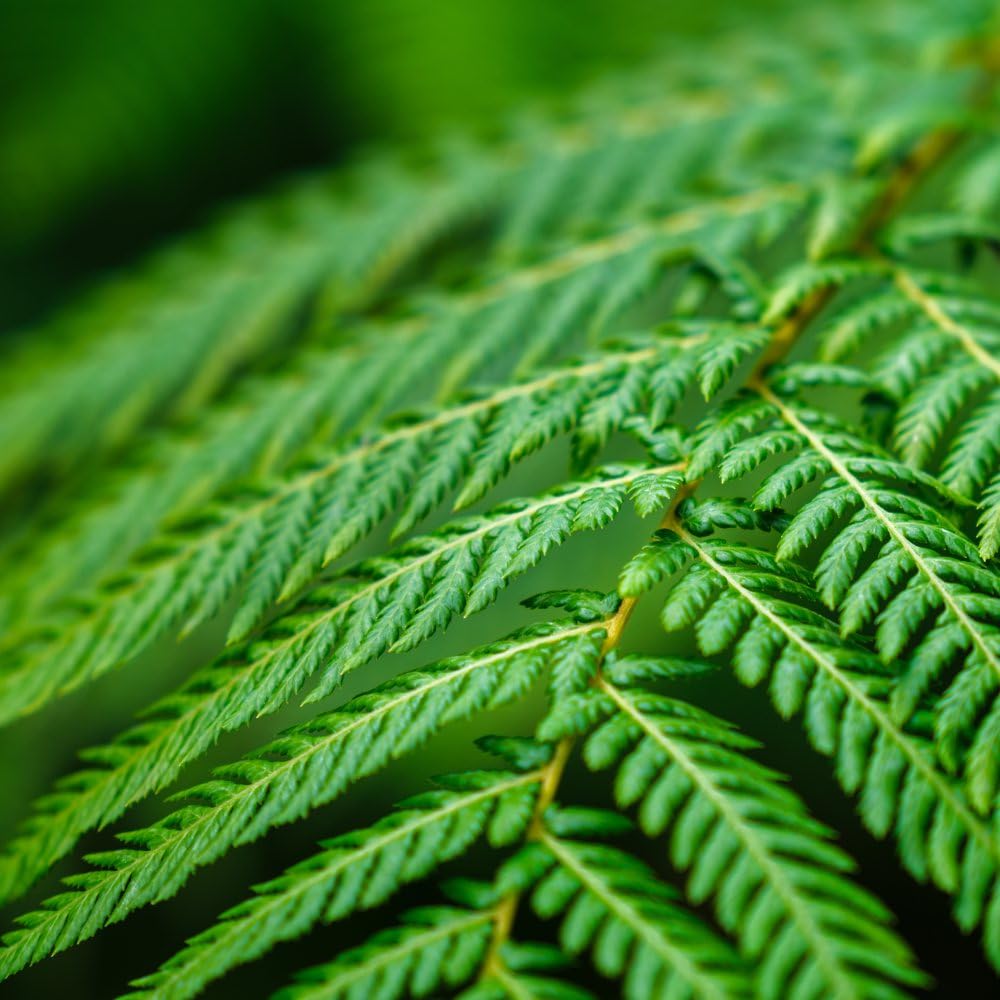 Cyathea Cooperi - Stunning Australian Tree Fern with Lush, Feathery Fronds - Ideal for Tropical and Subtropical Gardens - Enhance Your Outdoor Space - 1x 9cm Pots by Thompson and Morgan