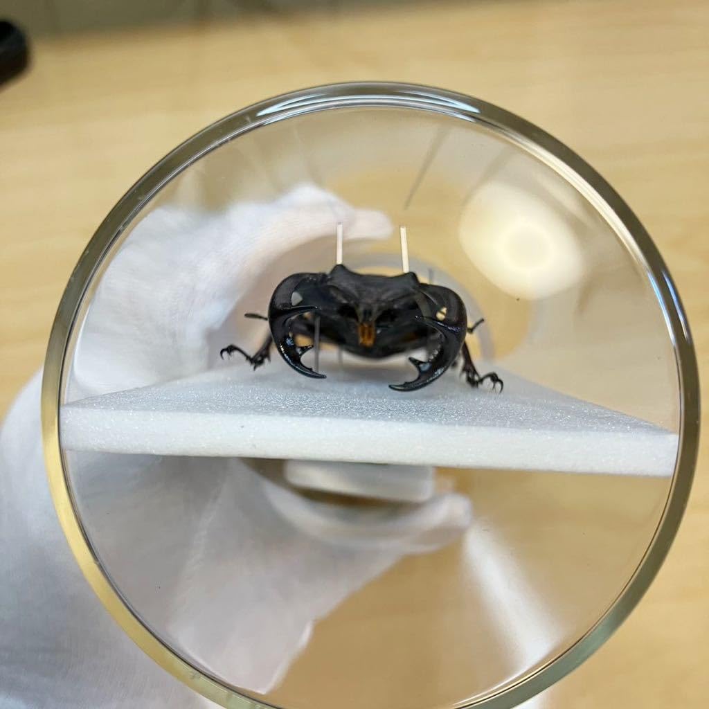 昆虫標本 クリスタルガラス sddefault.jpg