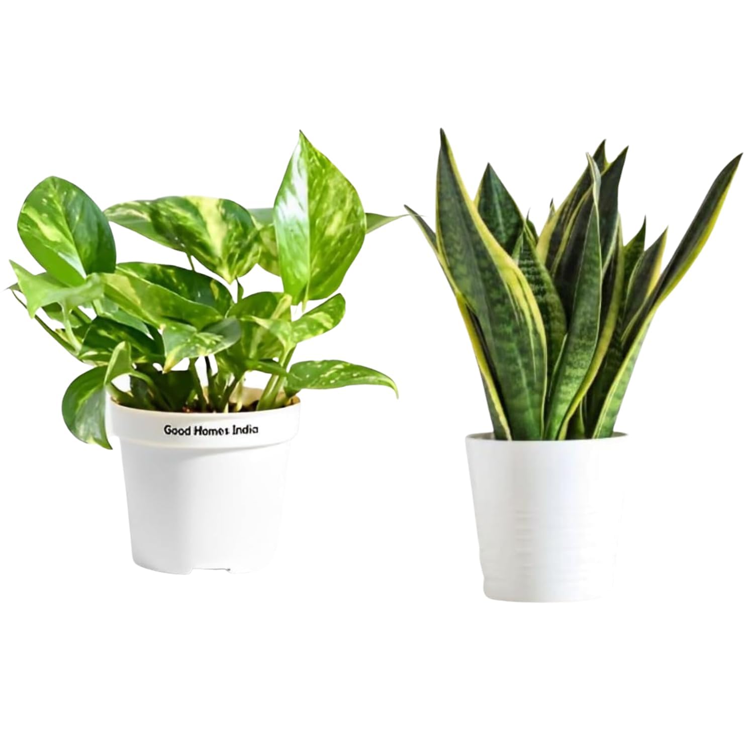 GOOD HOMES INDIA pack of 2 Money Plant & Snake Plant | Good Luck Plant | Indoor Live Plant | Office Desk Balcony | Indoor Plants For Living Room | Indoor Plants With Pots (B0CDPC5KLP) Amazon Price History, Amazon Price Tracker