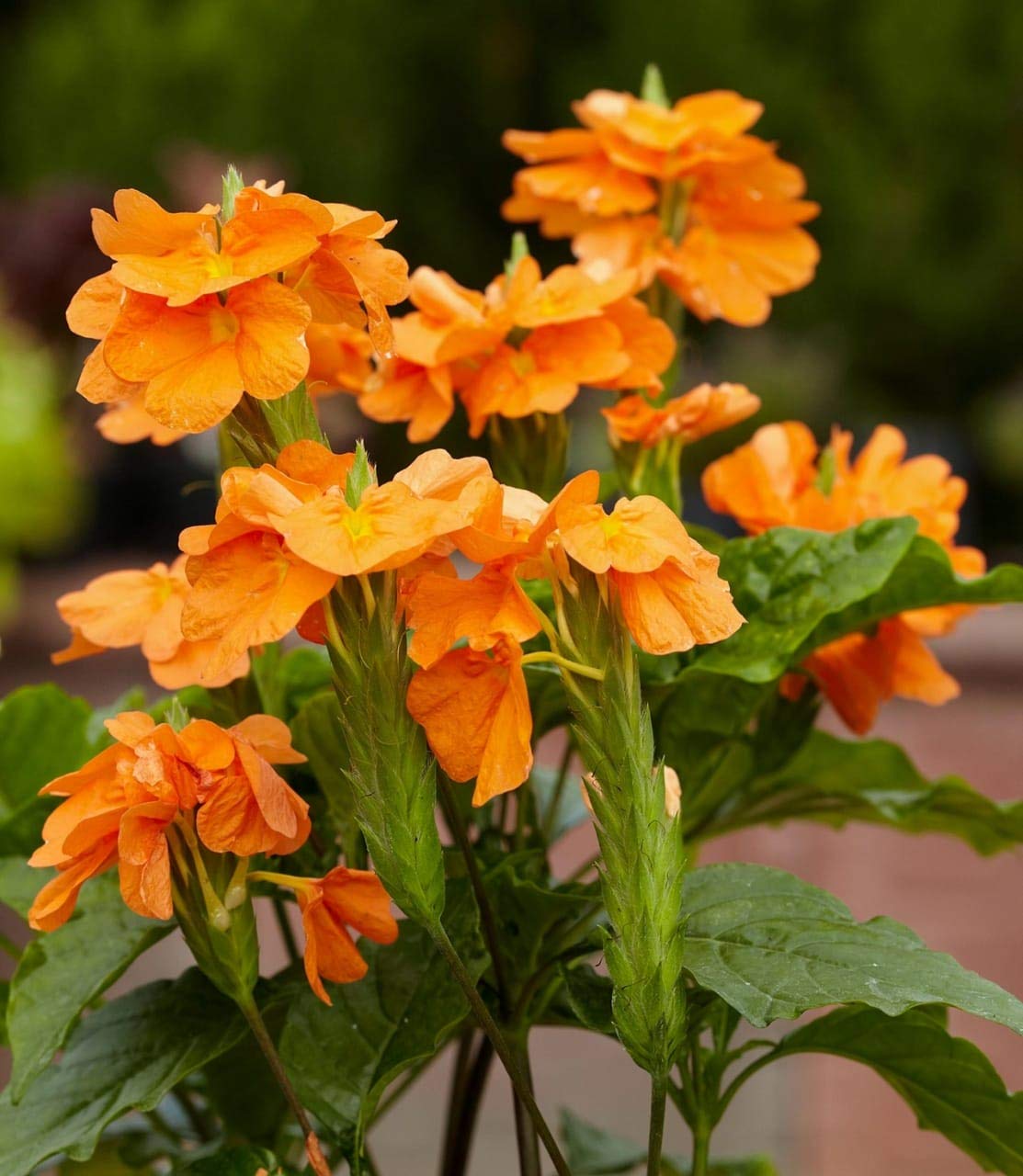 See full amazon price history chart for Plantazee Vatikalive Crossandra, Firecracker Flower - Plant With Pot Plantazee Vatikalive Crossandra, Firecracker Flower - Plant With Pot (B08GJ67R1C) Amazon Price History, Amazon Price Tracker