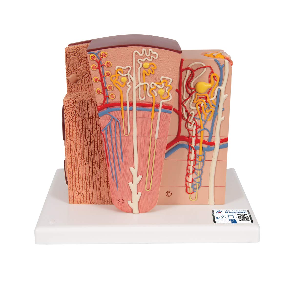 3B Scientific K13 Microanatomy Kidney Model 7.5 Length x 9.3 Width x 10 Height