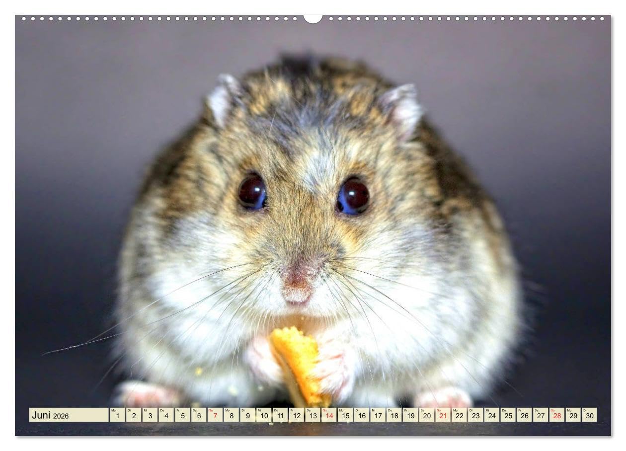 Nagetiere. Hamster, Kaninchen und Co. (Wandkalender 2026 DIN A2 quer), CALVENDO Monatskalender: Hübsche Exemplare aus der großen Familie der Nagetiere (CALVENDO Tiere)
