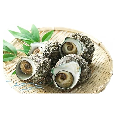 活サザエ 5~15個 活きたままお届け 活 サザエ さざえ 貝 魚介 魚介類 海鮮 刺身 つぼ焼き 厳選 冷蔵 冷蔵配送 静岡 静岡県 河津 河津町