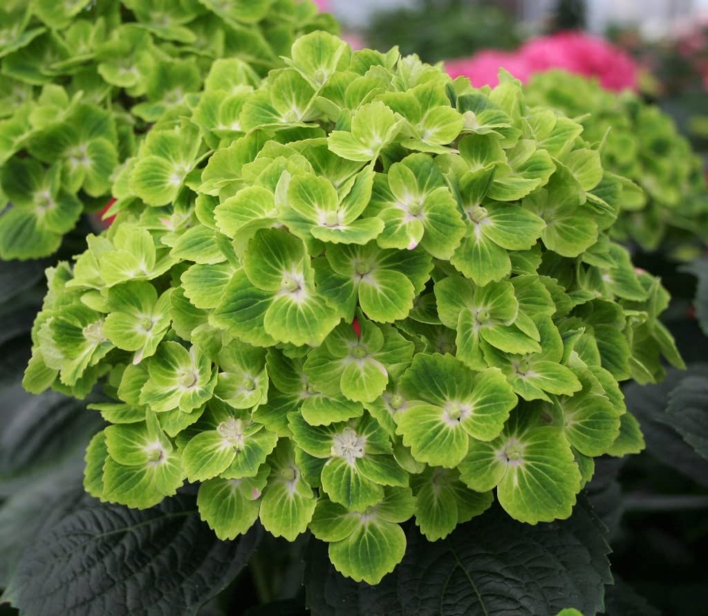Athidhi Garden Hydrangea Flower (Green) Healthy Live Plant (B0B5Y6C9H5) Amazon Price History, Amazon Price Tracker