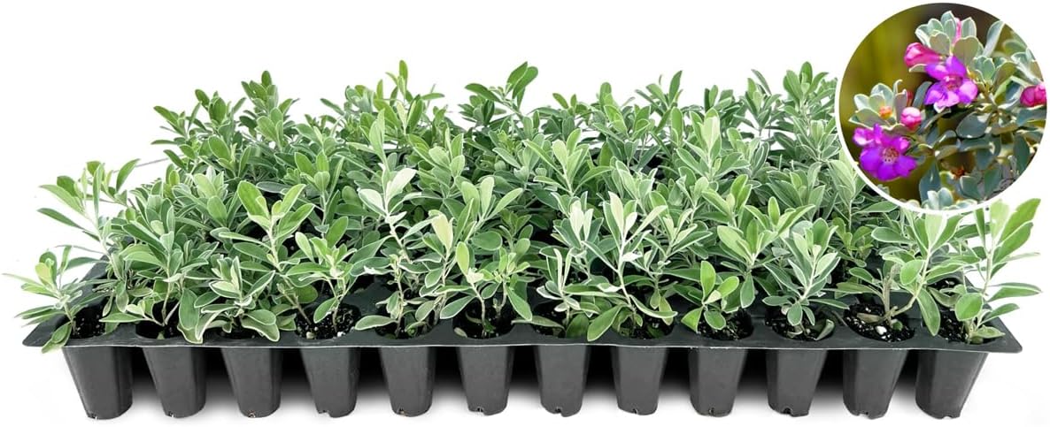 Texas Sage | 3 Live Plants | Leucophyllum frutescens | Drought-Tolerant Shrub for Landscaping | Hardy Evergreen with Silver Foliage and Purple Blooms
