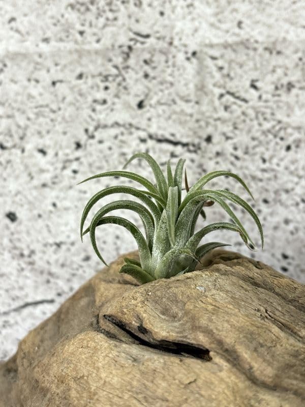 Amazon.co.jp: Frontier Plantsチランジア イオナンタ ブラボー T