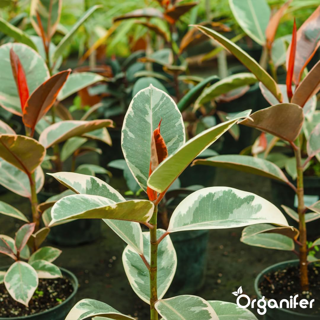Fertilizante Líquido - 3x1L - Para Ficus - NPK 2-1-8 | Plantas Sanas Y Hojas Vigorosas - Organifer