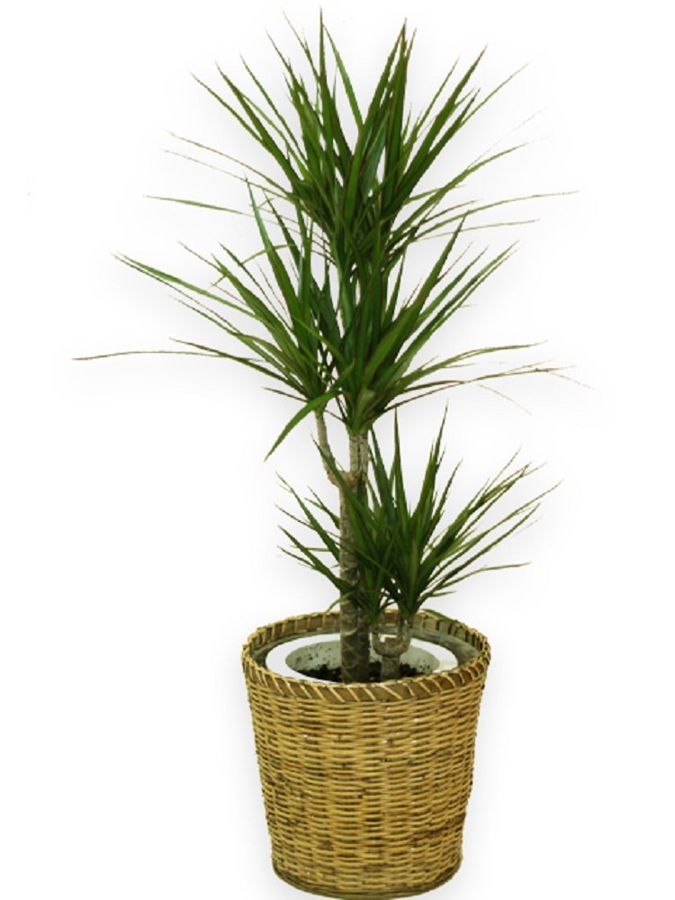 ［現品］F1 ドラセナコンシンネ　観葉植物　大型　室内　黒　鉢カバー付　一点物 kk-0472-1.jpg
