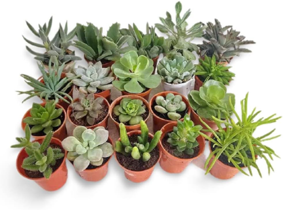 OhhSome Indoor Plant Live Assorted Succulent (Pack Of 6) Low Light Plants - Gardening|Home Decoration|Hanging Basket (Healthy Plant)