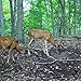 Antler King Trophy Deer Mineral