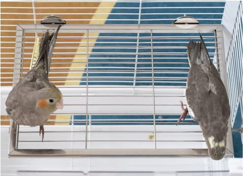 Image of Stainless Steel Bird Platform & Climbing Ladder Set (1 Platform + 1 Ladder) - Durable, Washable Cage Perch for Parakeets, Cockatiels, Conures (M)