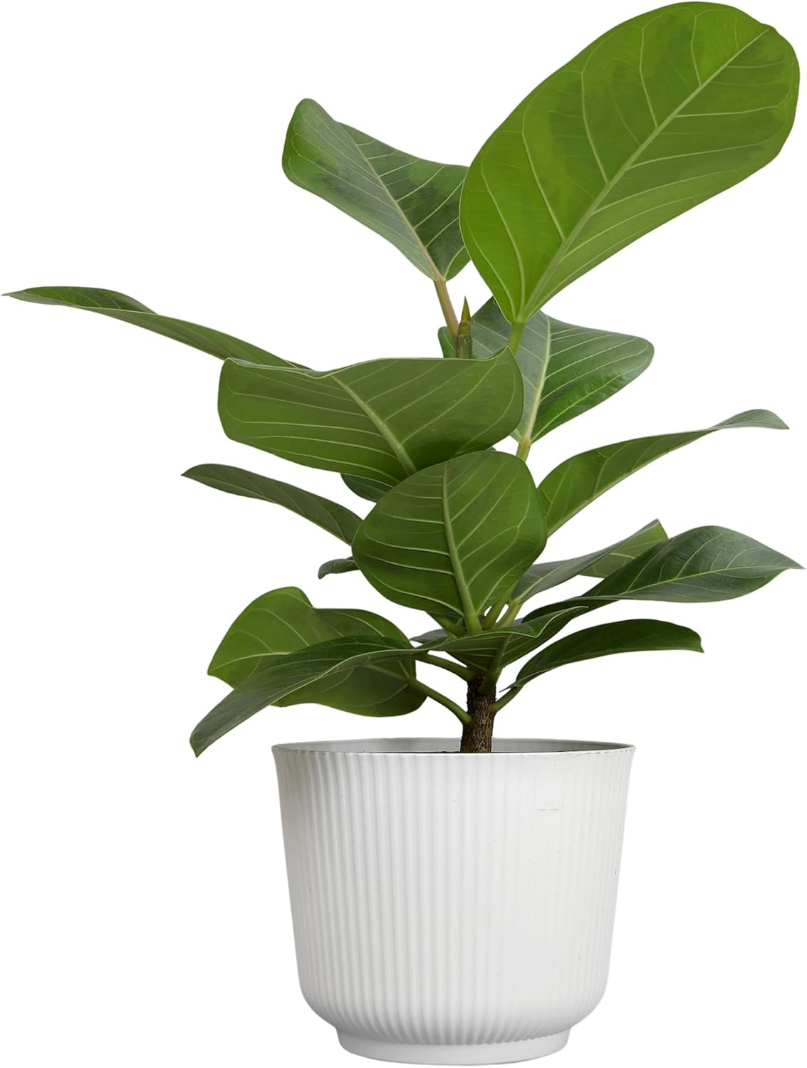 Ficus Altissima, Rare Rubber Tree Plant, Unique Live Plant Decor in 6" White Pot, Easy Plant Gift, Variegated Rubber Plant, Council Tree, Live Ficus Tree, Office & Decorative Plants by Plants for Pet