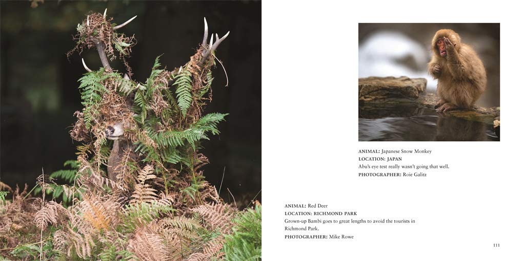 Comedy Wildlife Photography Awards Vol. 3 - Image 7