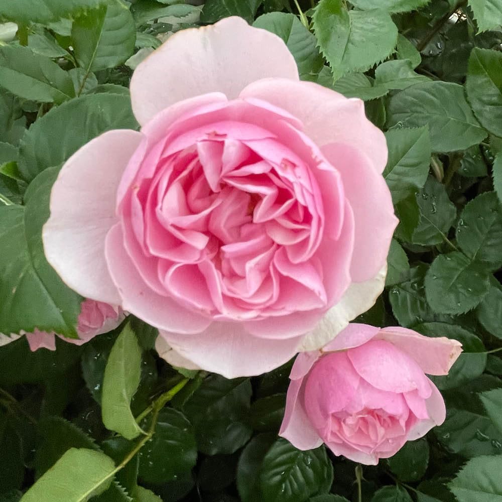 Yougarden Harkness 'fab At 90'  Birthday Rose4 Litre PottedPink Scented Garden RoseLong Flowering Gift Plant from B&Q