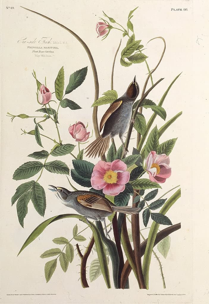 Lienzo de el pinzón costero de Audubon de 60x90cm para decoración de hogar y cuadros de pared 5