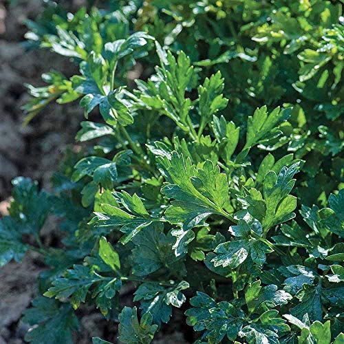 Herb Parsley Titan is a Flat-leaved Parsley, Hardy Biennial is a Compact Weather Resistant Plant with Neat, Upright Growth by Thompson and Morgan