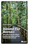 Bäume für Borneo: Wie Aufforstung die indigene Bevölkerung schützt und den Klimawandel bekämpft