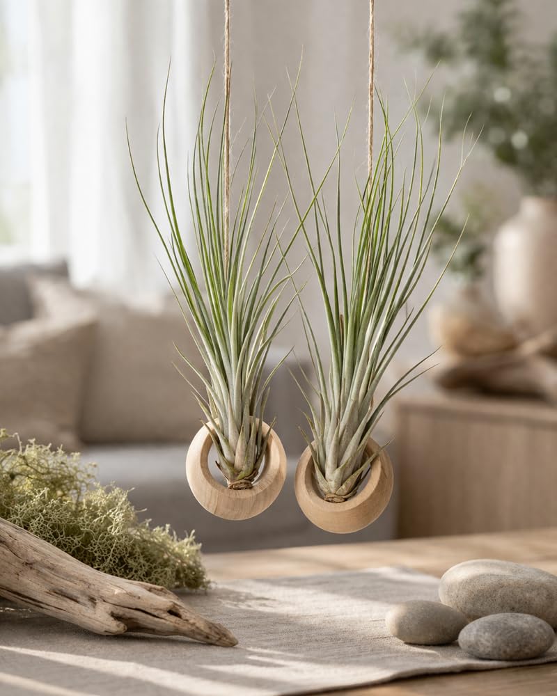 Tillandsia juncea 16 cm Plante d'intérieur