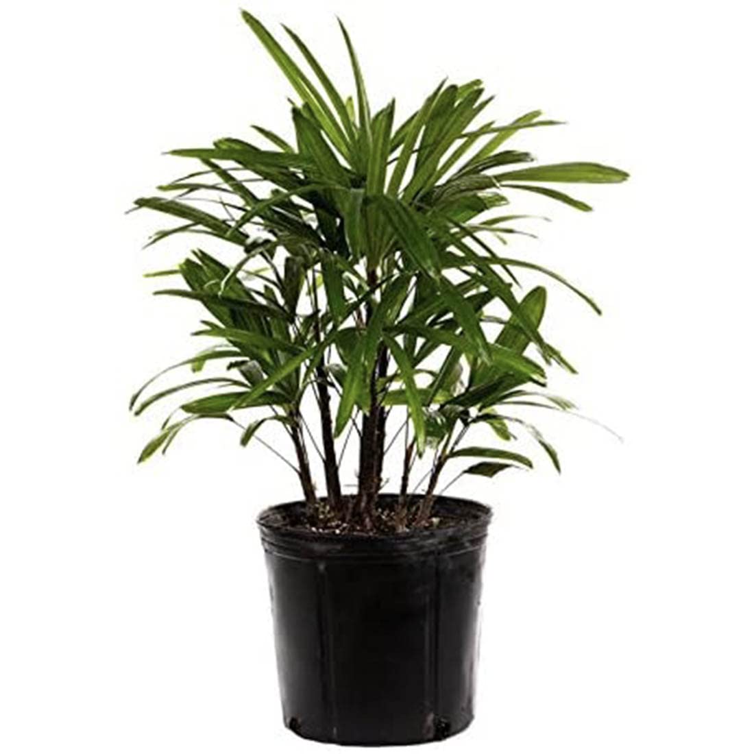 American Plant Exchange Lady Palm