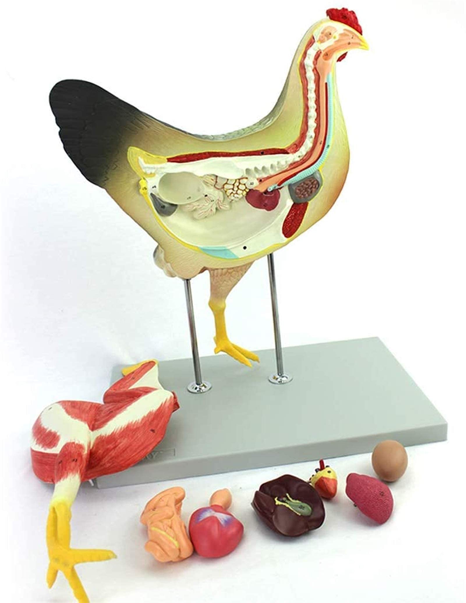 Model Narządów Kurczaka, Mięśnie Trzewne, Nerwy Trzewne, Anatomia Drobiu Weterynaryjnego, Zestaw Odczynników Naukowych, Materiały Laboratoryjne, Modele Medyczne, Materiały Edukacyjne