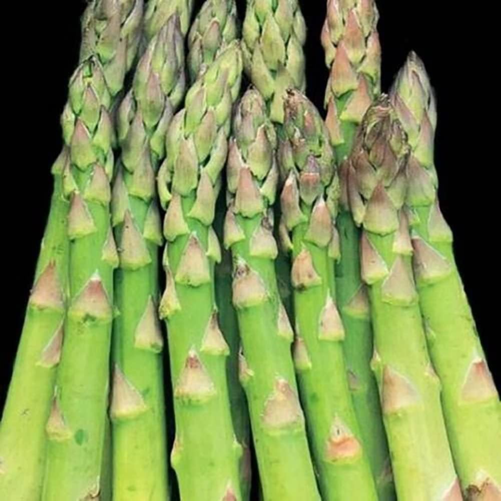 Jersey Knight Asparagus Large 2 Year Bare Root Crowns Male