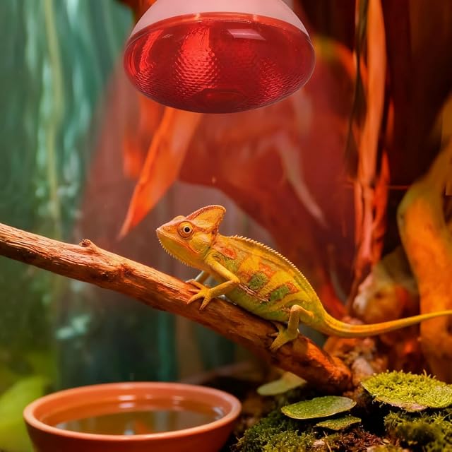 Foto 6 de 8 de LISOCLU Lámpara de calefacción reptil criadora 220V 100W 150W 200W 250W 275W
