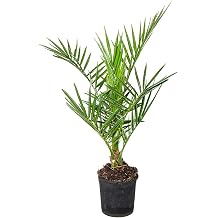 Phoenix Canariensis Canary Island Date Palm Hardy 15 cm Diameter 50 60 cm