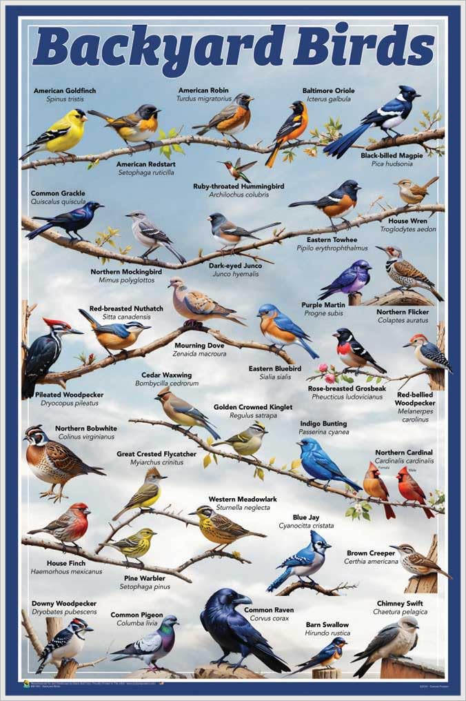 Amazon.com: Backyard Birds Educational Poster - 24.5 x 36.5 inches ...