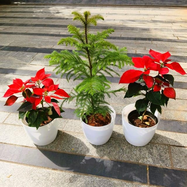 Christmas Special - Set of 3 - Two Poinsettias/Christmas Flower Red & One Araucaria/Christmas Tree (~ 3 Ft) in 8 Inch Plant Natural Miniature Live Outdoor Premium White Sphere Perennial plants Pot (B0CY9PX24D) Amazon Price History, Amazon Price Tracker