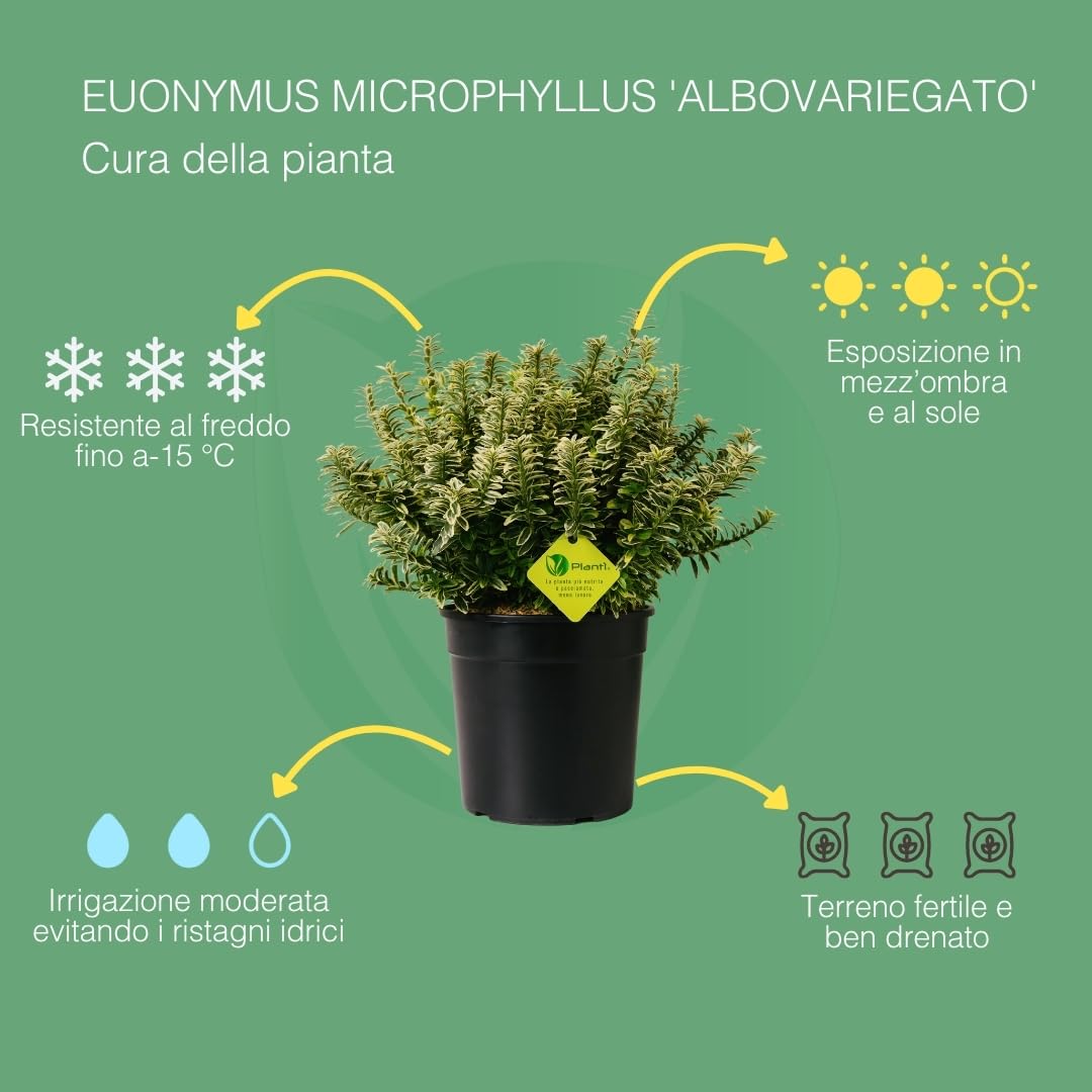 EUONYMUS JAPONICUS MICROPHYLLUS Arbusto sempreverde da esterno, vaso da 19 cm. Piante vere per giardino e terrazzo con foglie bianche bordate. 6 mesi di concimazione inclusi (Albo).