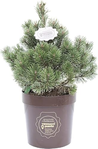 Pinus Pinea Natural Árbol Ideal para Decorar el Hogar en Navidad