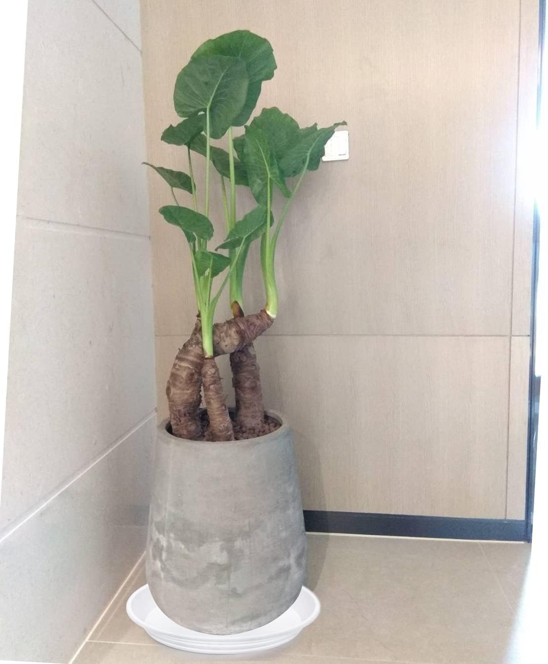 Plant Saucer 16 inch, 4 Pack 17 inch (16.8") Plastic Large Flower Planter Plant Pot Saucers and Drip Tray for Indoors Outdoors, Heavy Sturdy Durable Plant Plate Water Catcher (White)