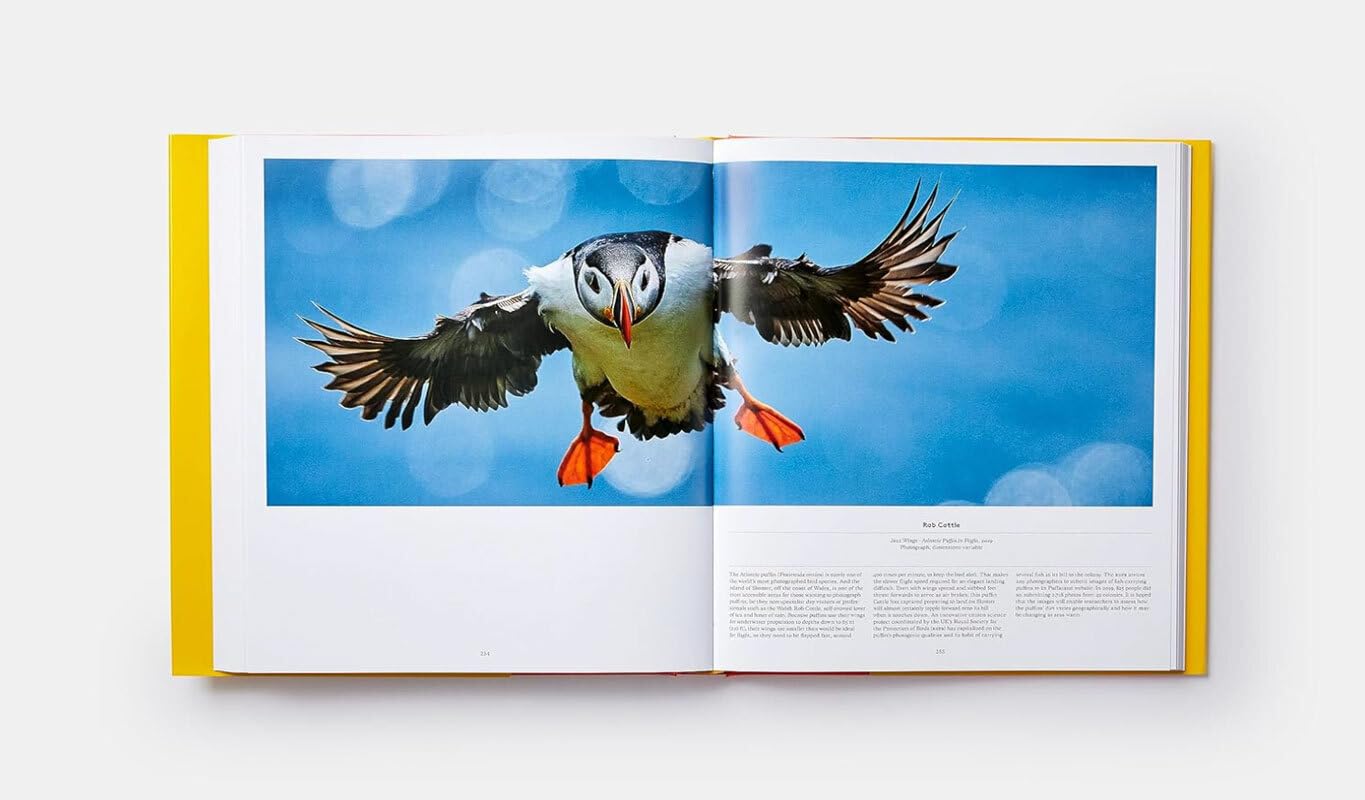 BIRDS - Die Welt der Vögel: Ein Ausflug in die gefiederte Welt. Üppiger Bildband mit künstlerischen und wissenschaftlichen Porträts von Vögeln in Malerei, Fotografie, Popkultur und Forschung