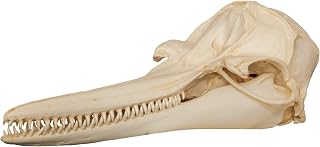Rough-Toothed Dolphin Skull (Teaching Quality Replica)