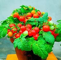 Vista 4 de MOCCUROD 100 Seeds Indoor Cherry Tomato Dwarf Red and Yellow Tomato Rare Vegetable Heirloom Seeds