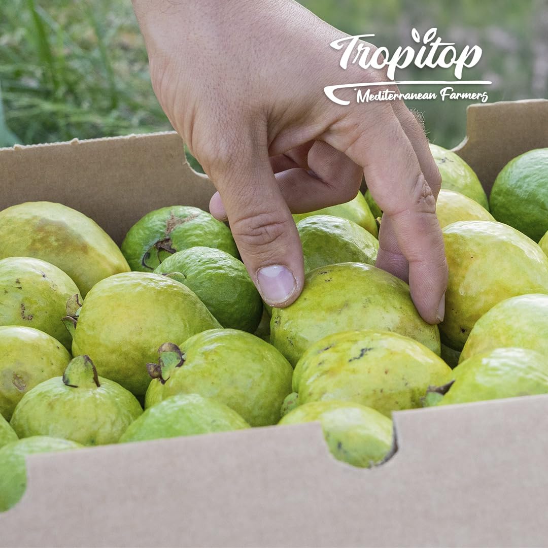 Guayaba rosa o blanca - caja 2kg - cultivo nacional y sostenible en Castellón, Recién recolectadas, dulces y sabrosas, directas del agricultor a tu casa.