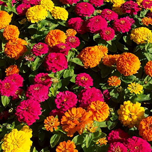 Samen: Zinnien - Zinnia elegans