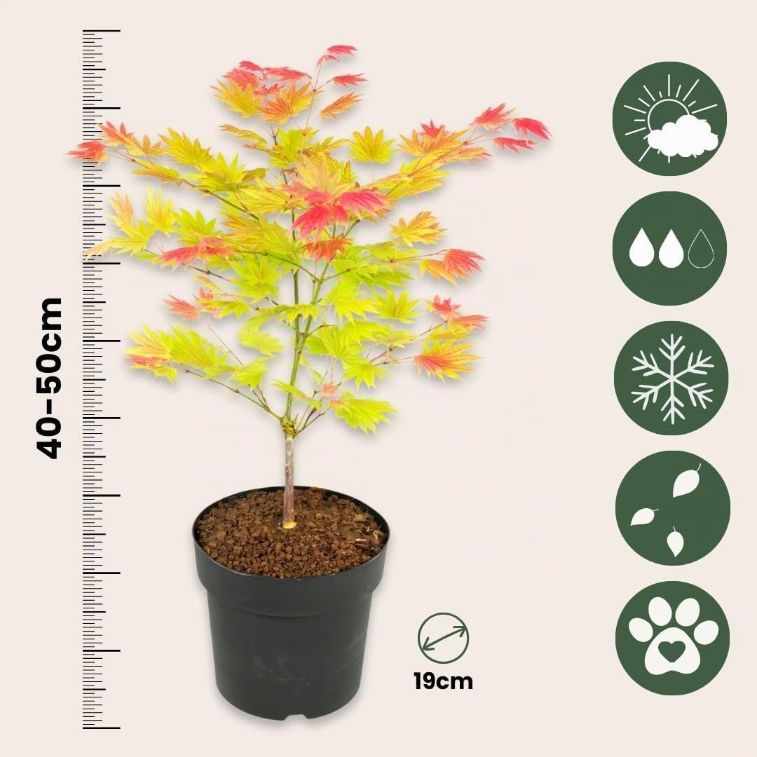 Plant in a Box - Acer palmatum 'Moonrise' - Arce japonés resistente al invierno - Maceta 19cm - Altura 40-50cm