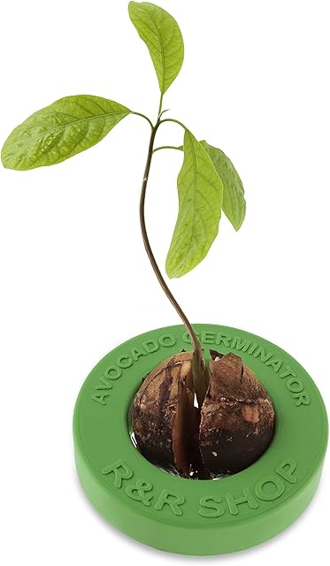R&R SHOP Kiełkujące awokadoR - Pływający doniczka do kiełkowania awokado, zestaw do wzrostu nasion, w 100% nadający się do recyklingu plastik kukurydziany (Zielony)