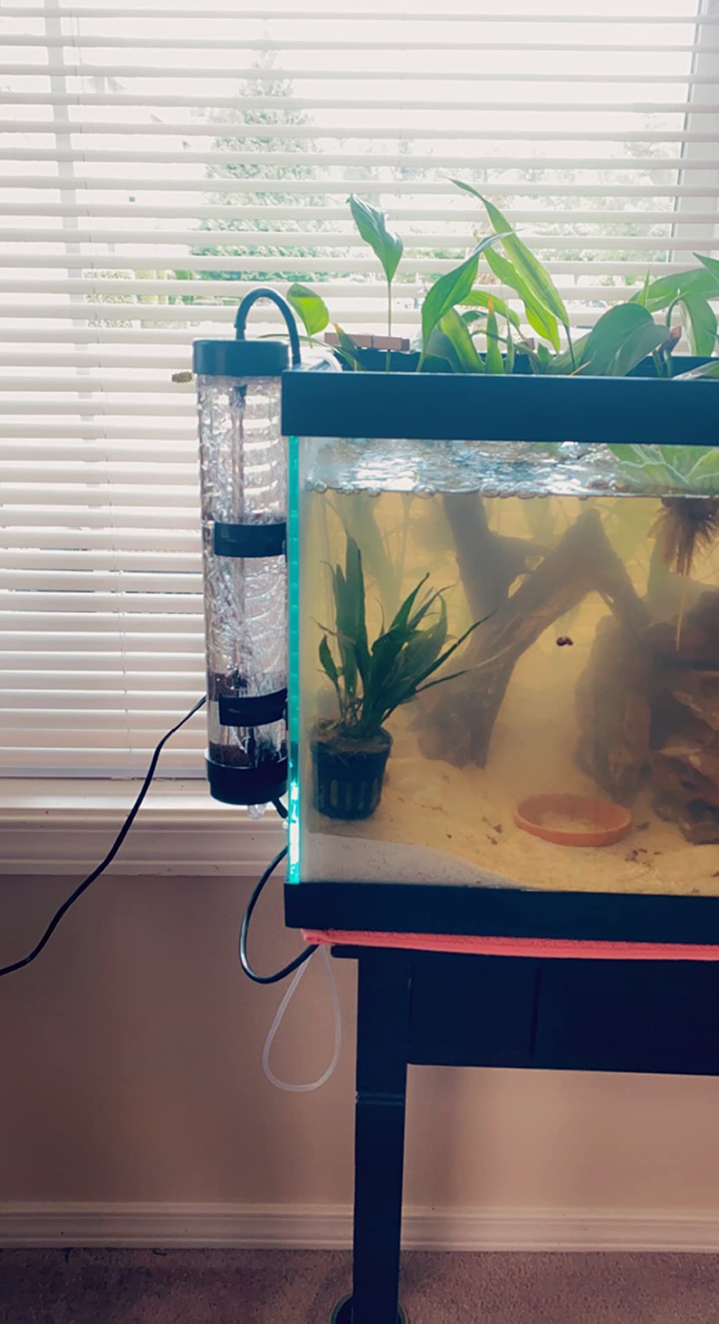 6/mo Finance Brine Shrimp Hatchery Kits brine Shrimp Eggs Incubator