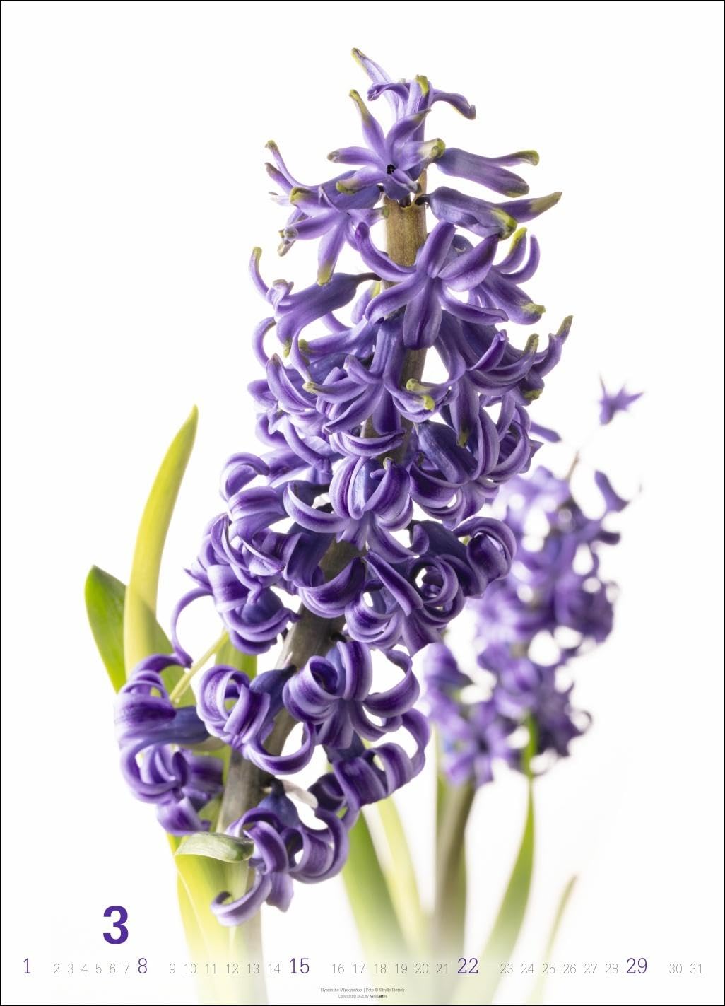 Blütenbilder Kalender 2026: Großer Jahres-Wandkalender mit stilvollen Fotos prachtvoller Blüten. Blumen-Kalender für die Wand. 49 x 68 cm. Hochformat