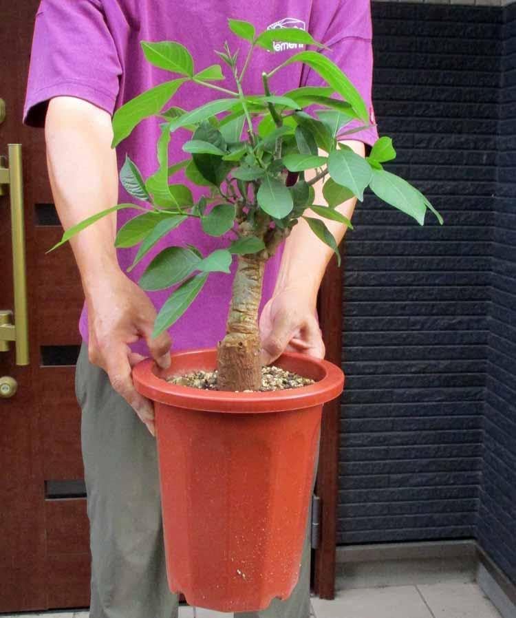 現品】発根済 大株 バオバブの木 バオバブ・ディギタータ 7号鉢 Cう