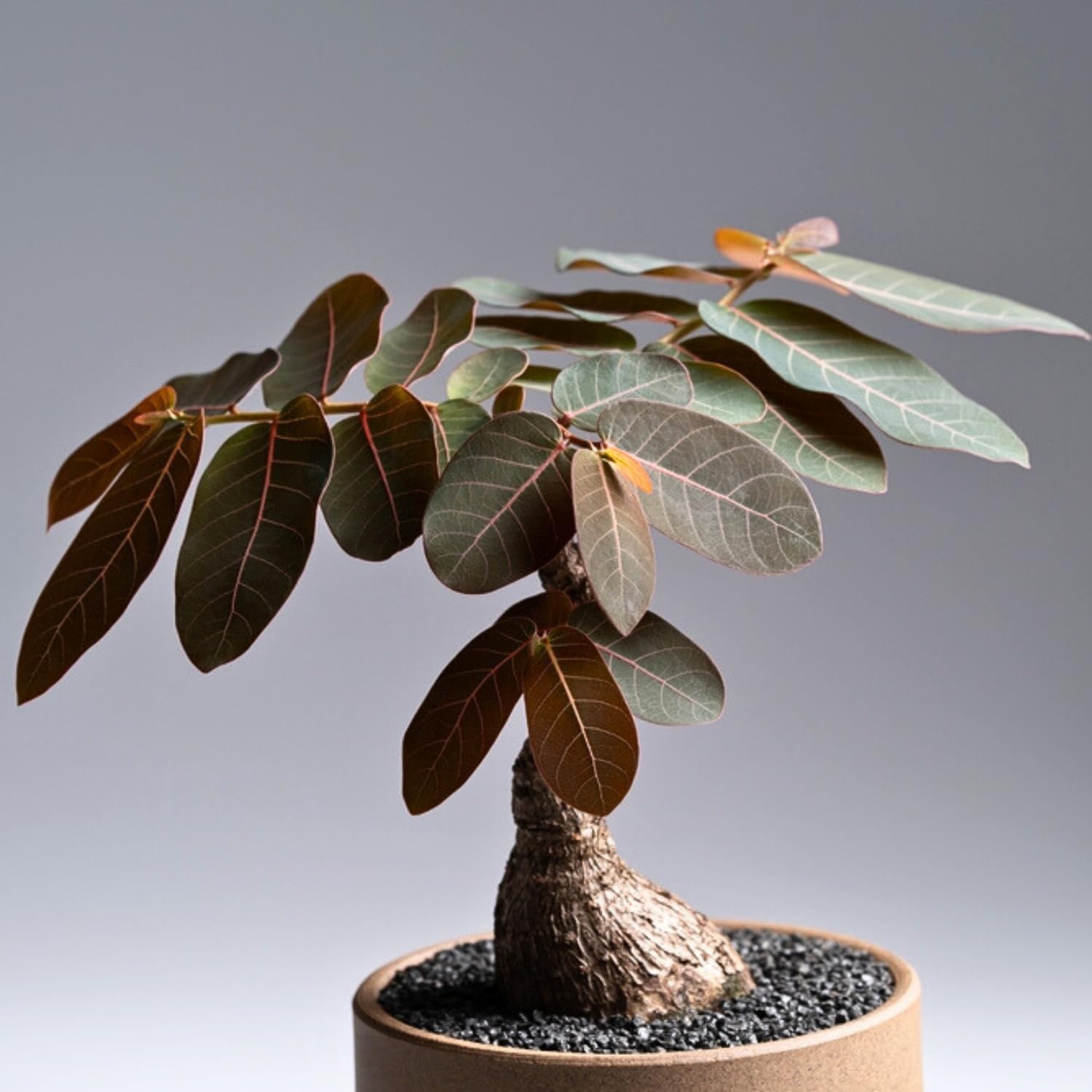 vita bonsai Wisteria Kokedama (Grown Bonsai)