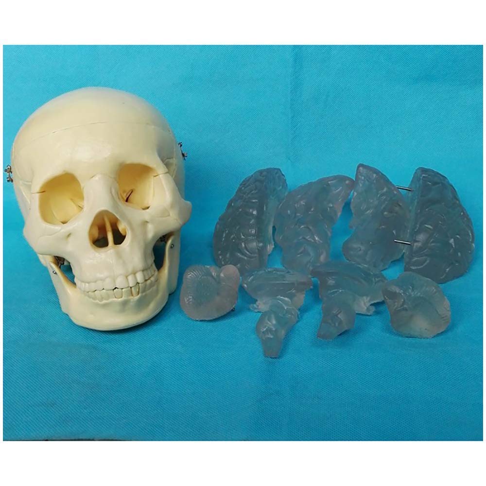 Model dydaktyczny, ludzka czaszka z mózgiem Model anatomiczny - anatomia medyczna Anatomiczny model czaszki ze zdejmowaną czapką czaszki - Materiał PVC - do nauki w klasie Wyświetlacz do nauki Model m