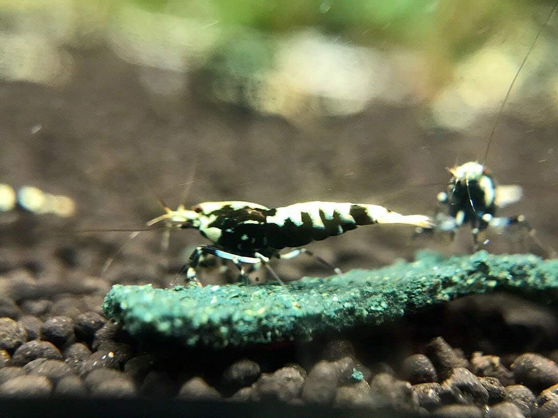5 Black Galaxy Freshwater Aquarium Shrimps 1/4 to 1/2 inch Long.